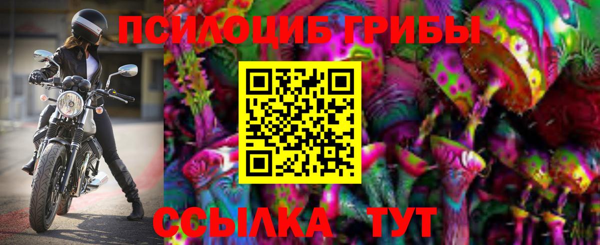 Галлюциногенные грибы Psilocybe Лесосибирск